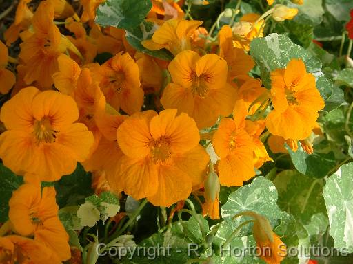 Nasturtium Alaska 